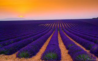 Lavender field sunset pink sky - a field of lavender free wallpaper