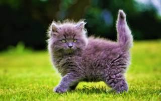 Small gray kitten green field 2 - a lush green field of grass free wallpaper