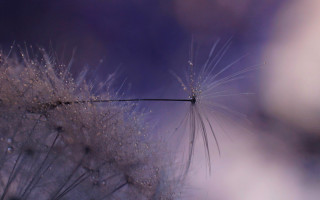 Dandelion water drops purple background - drop of water free wallpaper