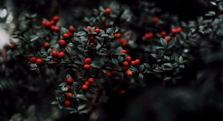 Red berry bush green leaves - red berry free wallpaper