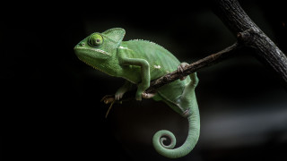 Green chameleon branch dark glowing - a green chamelon free wallpaper