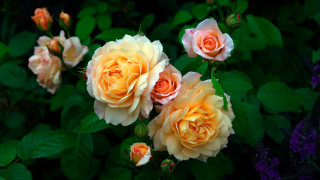 Yellow roses green leaves purple - rose free wallpaper for desktop