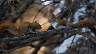 Squirrels branch nature puzzle photorealistic - animal free wallpaper for desktop