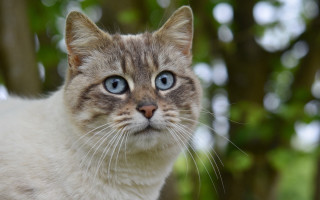 Blue eyes cat bokeh photorealistic - a blurry image free wallpaper