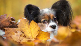 Dog sad autumn leaves fire - autumn free wallpaper for desktop