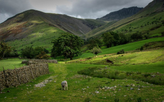 Sheep grazing mountains stone wall - free landscape wallpaper