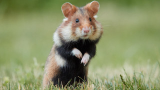 Hamster standing grass shock art - its front paw free wallpaper for desktop