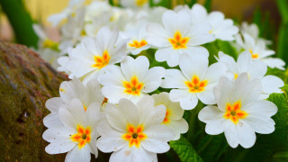 White flowers yellow centers rock - white flower free wallpaper
