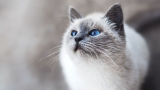 White cat blue eyes blurry 7 - a portrait free wallpaper for desktop