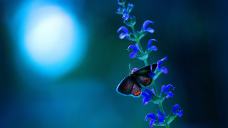 Blue butterfly moonlight flower fairy - a blue background behind free wallpaper