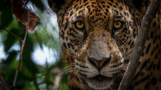 Leopard closeup tree branch leaves - the background and a blurry background free wallpaper for desktop