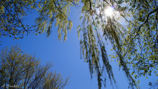 Tree sun leaves park sky - a bright sun in the background free wallpaper