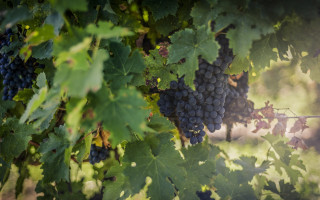 Grapes vineyard green leaves shallow - de hirsh margule free wallpaper