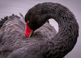 Black swan red beak white - a red beak free wallpaper for desktop