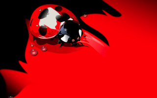 Ladybug red bubbles surreal raytraced - bubble of water free wallpaper
