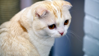 White cat brown eyes sad - its face and chest free wallpaper
