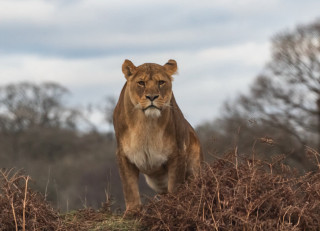 Lion walking grass field trees - field next free wallpaper