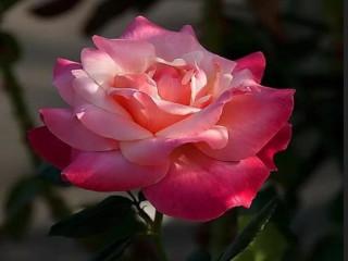 Pink rose green stem blurry - a pink rose free wallpaper