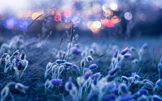Purple bloom bokeh night moon - purple flower free wallpaper for desktop