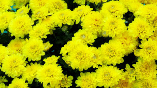 Yellow flower field blooming sunshine - a black border free wallpaper