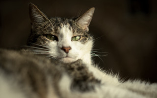 Black cat green eyes renaissance - a portrait free wallpaper for desktop