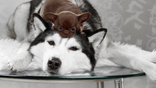 Dog puppy shiba inu microscopic - a table together free wallpaper