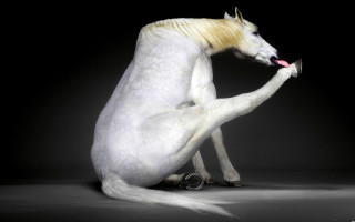 White horse yellow mane sitting - its leg free wallpaper