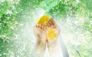 Person holding yellow flower trees - the leaf free wallpaper for desktop