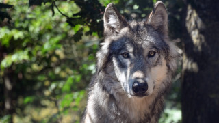 Wolf tree nature sharp focus - sharp focus free wallpaper
