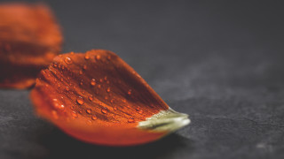 Flower water droplets macro fire 2 - petal free wallpaper