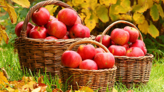 Baskets red apples grass leaves - red apple free wallpaper