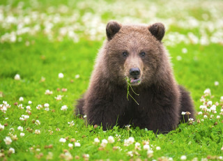 Brown bear field flowers surprised - a brown bear free wallpaper
