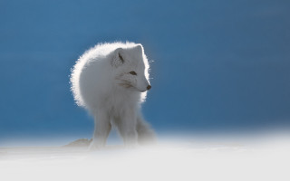 White fox snowy background minimalist - a white fox free wallpaper