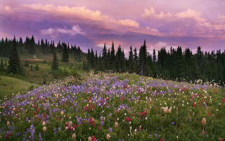 Flower field trees purple sky - a purple sky free wallpaper for desktop