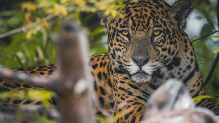 Leopard jungle daylight eye camouflage - the camera mans eye free wallpaper