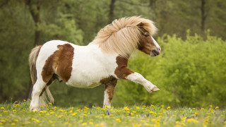 Small horse running flower field - a field of flowers and trees free wallpaper