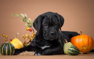 Black dog pumpkins gourds halloween - a black dog free wallpaper