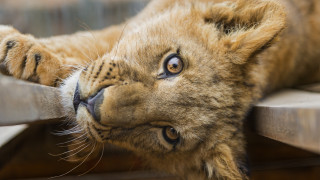 Lion cub playing curious animal - free cats wallpaper
