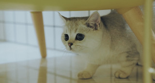 Sad cat big eyes under - big free wallpaper for desktop
