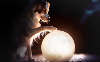 Dog ball moon night space - the dark room free wallpaper for desktop