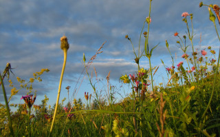 Wildflowers cloudy sky autumn nature - a field of wildflowers free wallpaper