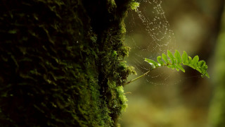 Green plant spider web moss 2 - a spider web free wallpaper
