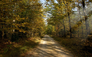 Dirt road fall leaves sunbeam - a dirt road free wallpaper