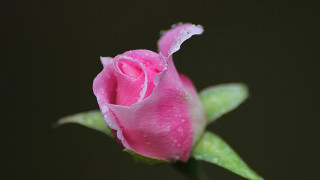 Pink rose water droplets macro 24 - a dark background behind free wallpaper