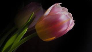 Pink flower black background green - a black background behind free wallpaper