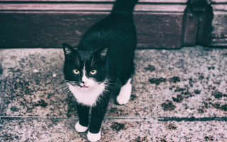 Black white cat sidewalk door - a sidewalk next free wallpaper