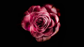 Pink rose dark room macro - fiona stephenson free wallpaper