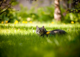 Cat grass sun leash tree - a cat free wallpaper