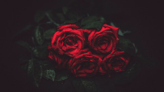Red roses table green leaves - ann thetis blacker free wallpaper for desktop