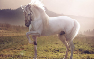 White horse lush field foggy - a foggy day free wallpaper